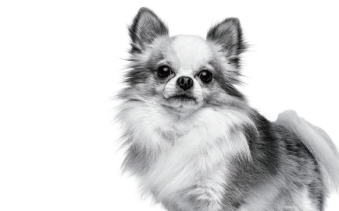 ロイヤルカナン高ALP対応商品リーフレット